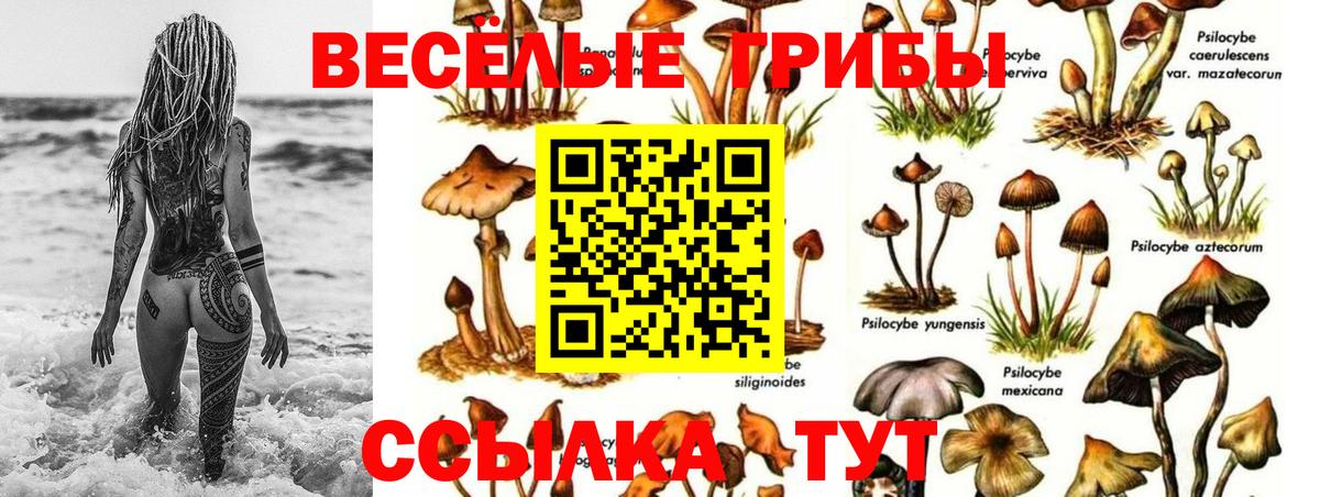 Галлюциногенные грибы Psilocybine cubensis Железногорск